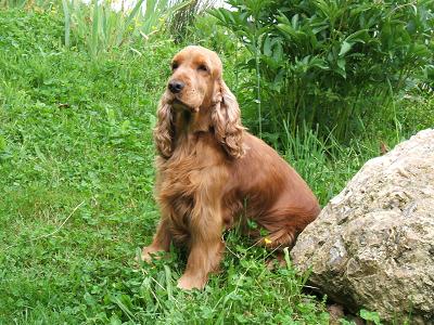 TR. CH. weeping willow's Sammy
