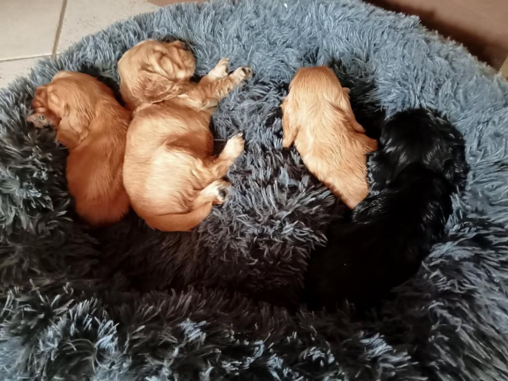 CHIOT COCKER MALE GOLDEN